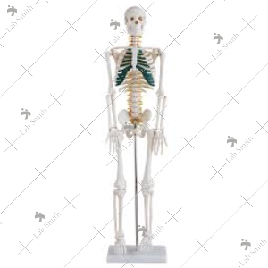 Skeleton Models