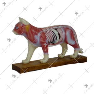 Animal Acupuncture Models