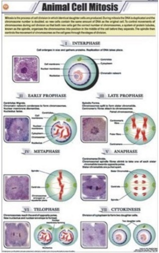 Zoology Chart