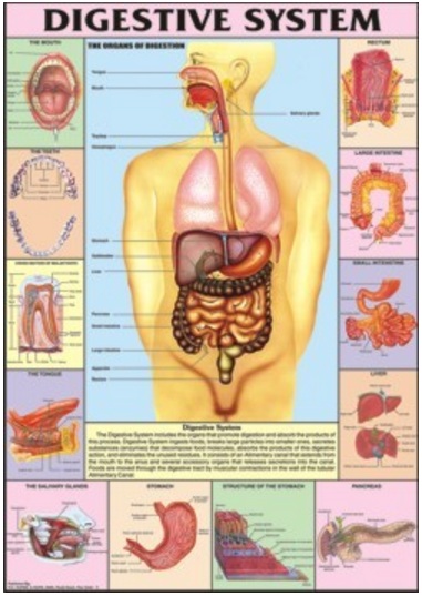 Human Physiology Charts