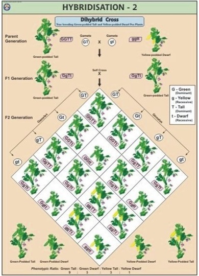 Genetics & Evolution Charts