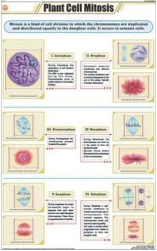 Botany Charts