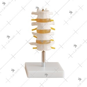 Lumbar Set (4 pcs)