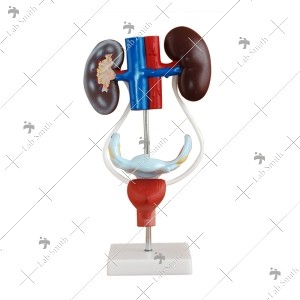Female Urogenital System
