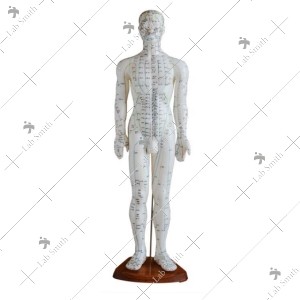 Acupuncture Model 60CM