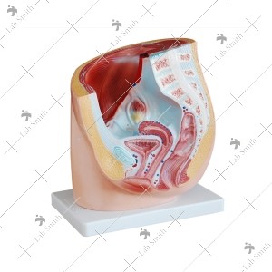 Human Female Pelvis Section (1 part)