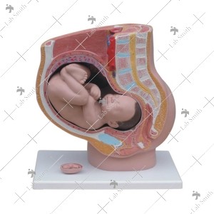 Human Female Pelvis Section (4 parts)