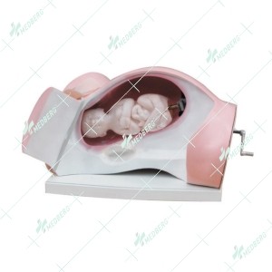 Model of Course of Delivery