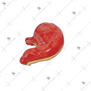 Stomach Model