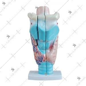 Magnified Human Larynx Model