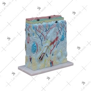 Enlarged Skin Model