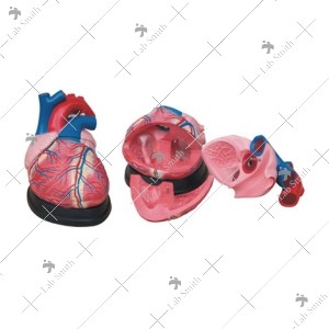 Jumbo Heart Model