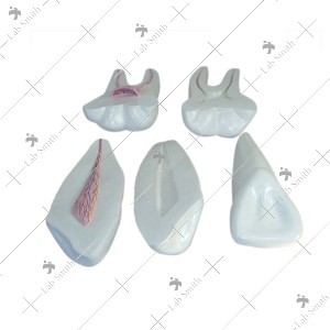 Expansion Model of Human Teeth