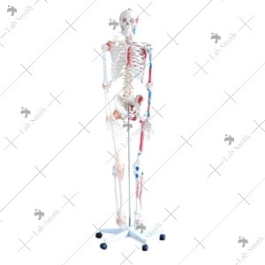 Skeleton with Muscles and Ligaments 180cm Tall