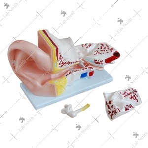 Giant Ear Model