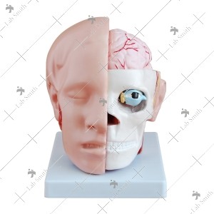 Head with Brain