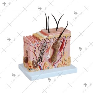 Skin Block Model