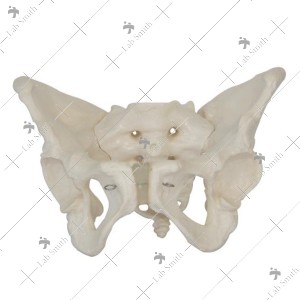 Adult Female Pelvis