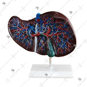 Liver Model