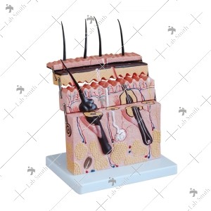 Skin Section Model