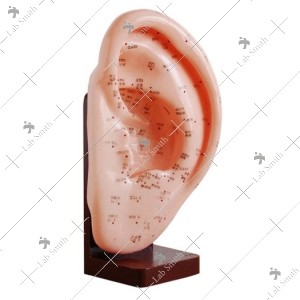 Ear Acupuncture Model 22CM