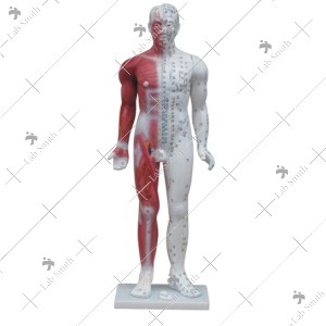 Deluxe Acupuncture Model 84CM