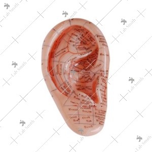 Massage Ear Model 12CM