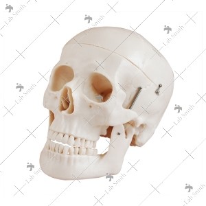 Deluxe Life-Size Skull Style D