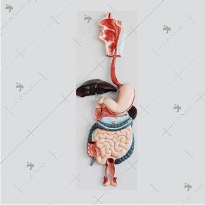 Digestive System