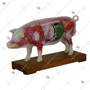 Pig Acupuncture Model