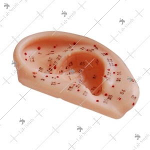 Ear Acupuncture Model 13CM