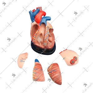 Middle Heart Model