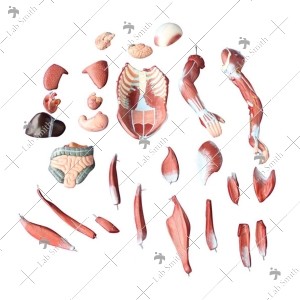 80CM Human Muscle Model Male (27 Parts)