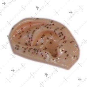 Ear Acupuncture Model 1:1