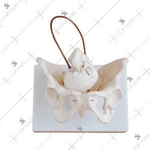 Birth Demonstration Model