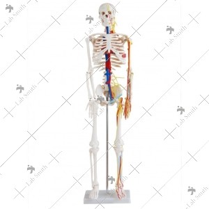 85cm Skeleton with Nerves and Blood Vessels