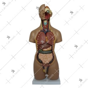 42CM Sexless Torso 18 Parts