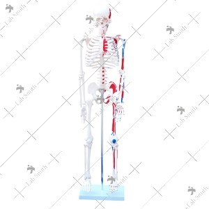 85cm Skeleton with Painted Muscles