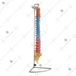  Didactic Vertebral Column