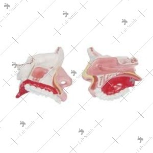 Nasal Cavity