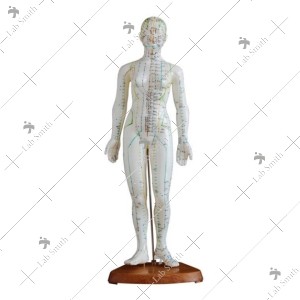 Acupuncture Model 48CM Female