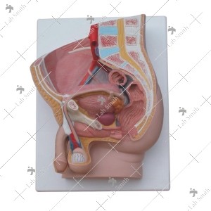 Human Male Pelvis Section (2 Parts)