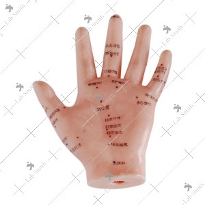 Hand Acupuncture Model 13CM