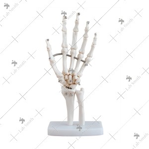 Life-Size Hand Joint