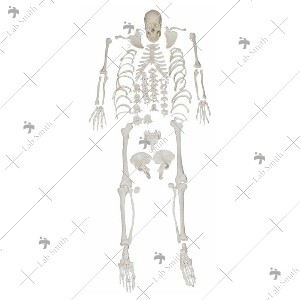 Disarticulated Skeleton with Skull