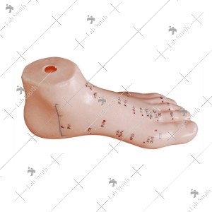 Foot Acupuncture Model 13CM