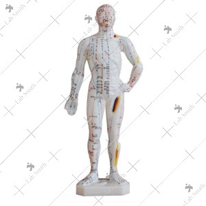 Acupuncture Model 26CM