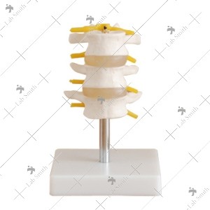 Lumbar Set (3 pcs)