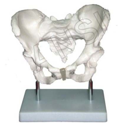 Adult Female Pelvis Model