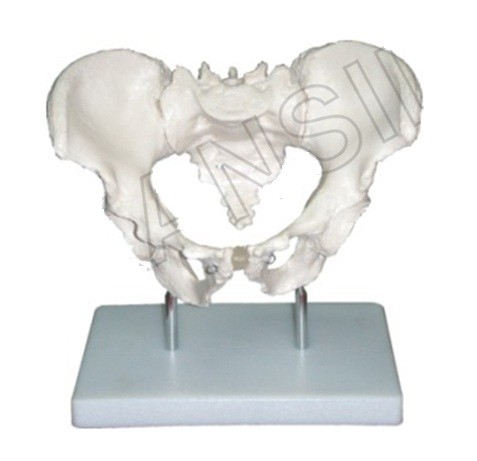 Adult Male Pelvis Model